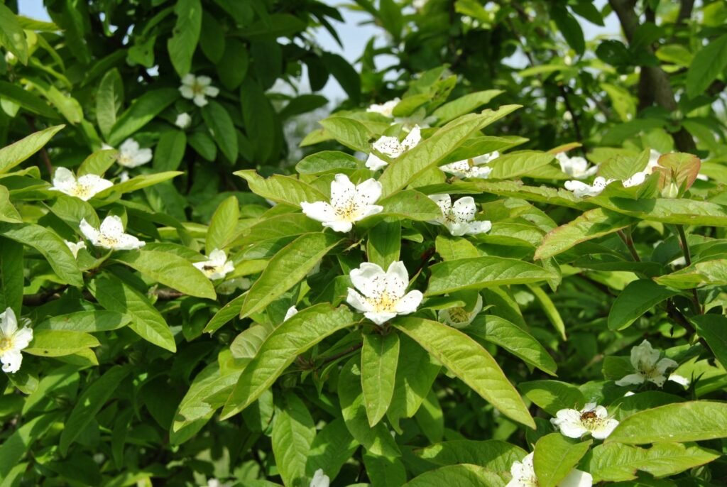 Medlar - Mespilus germanica