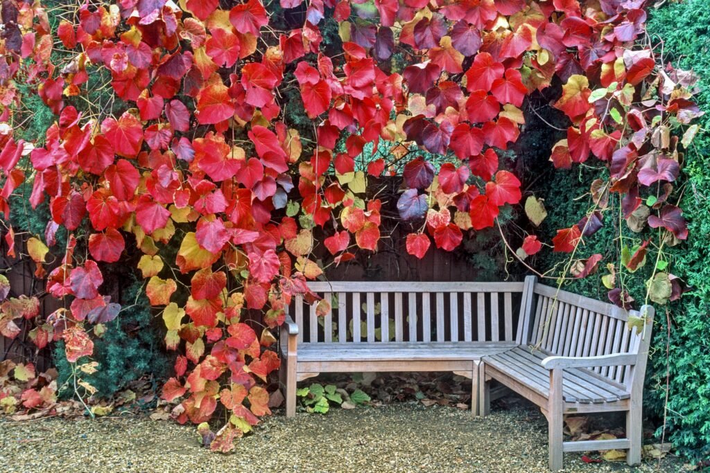 Crimson Glory Vine - Vitis coignetiae