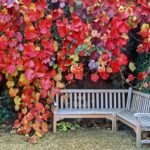 How to grow Northern Crimson Glory Vine (Vitis coignetiae)