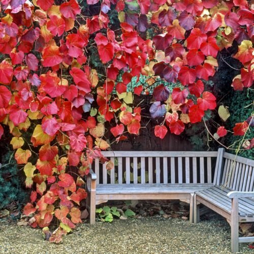 How to grow Northern Crimson Glory Vine (Vitis coignetiae)