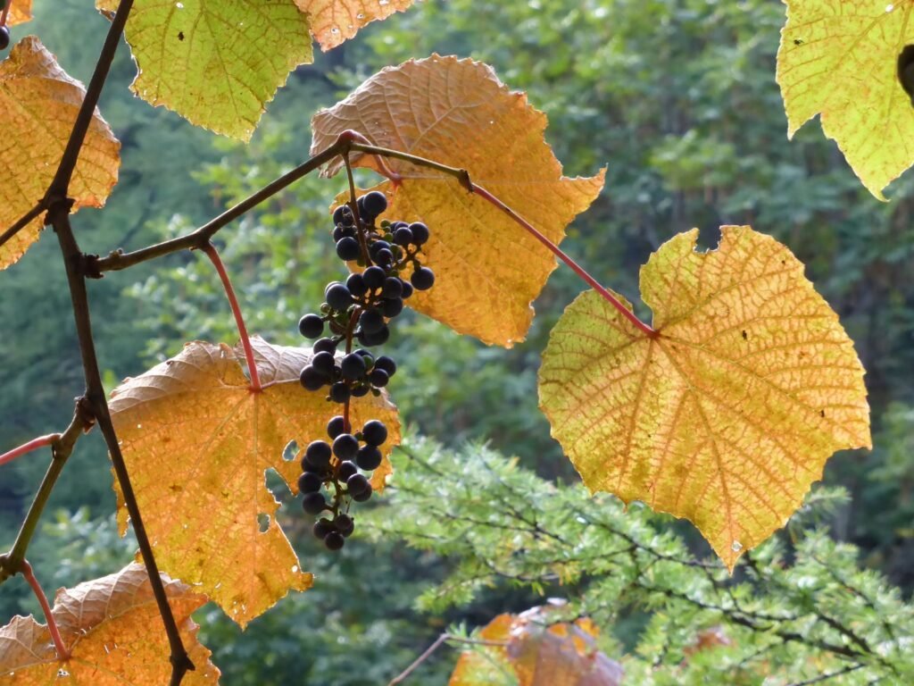 Crimson Glory Vine - Vitis coignetiae