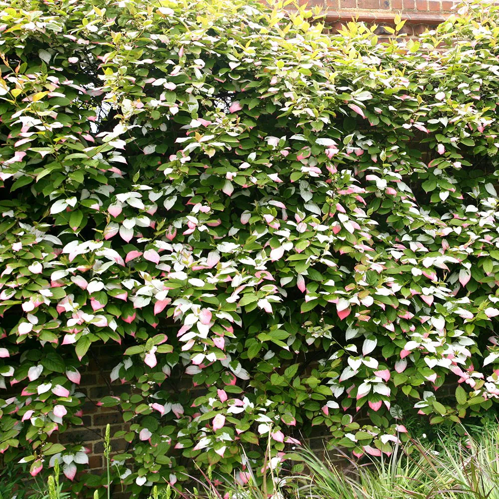 Kiwi Fruit - Actinidia kolomikta