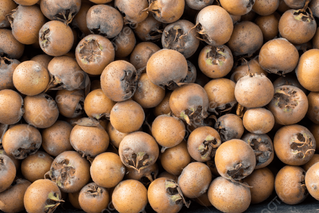 Medlar - Mespilus germanica