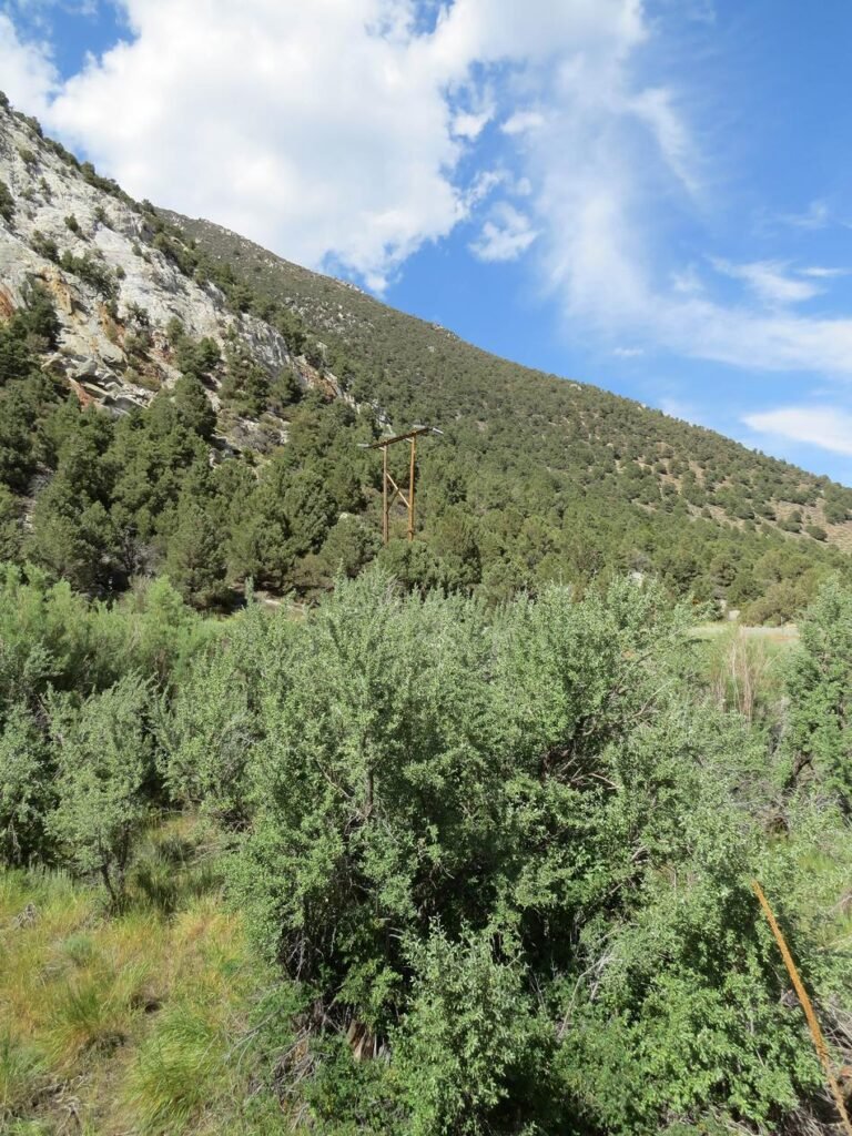 Buffalo Berry - Shepherdia argentea