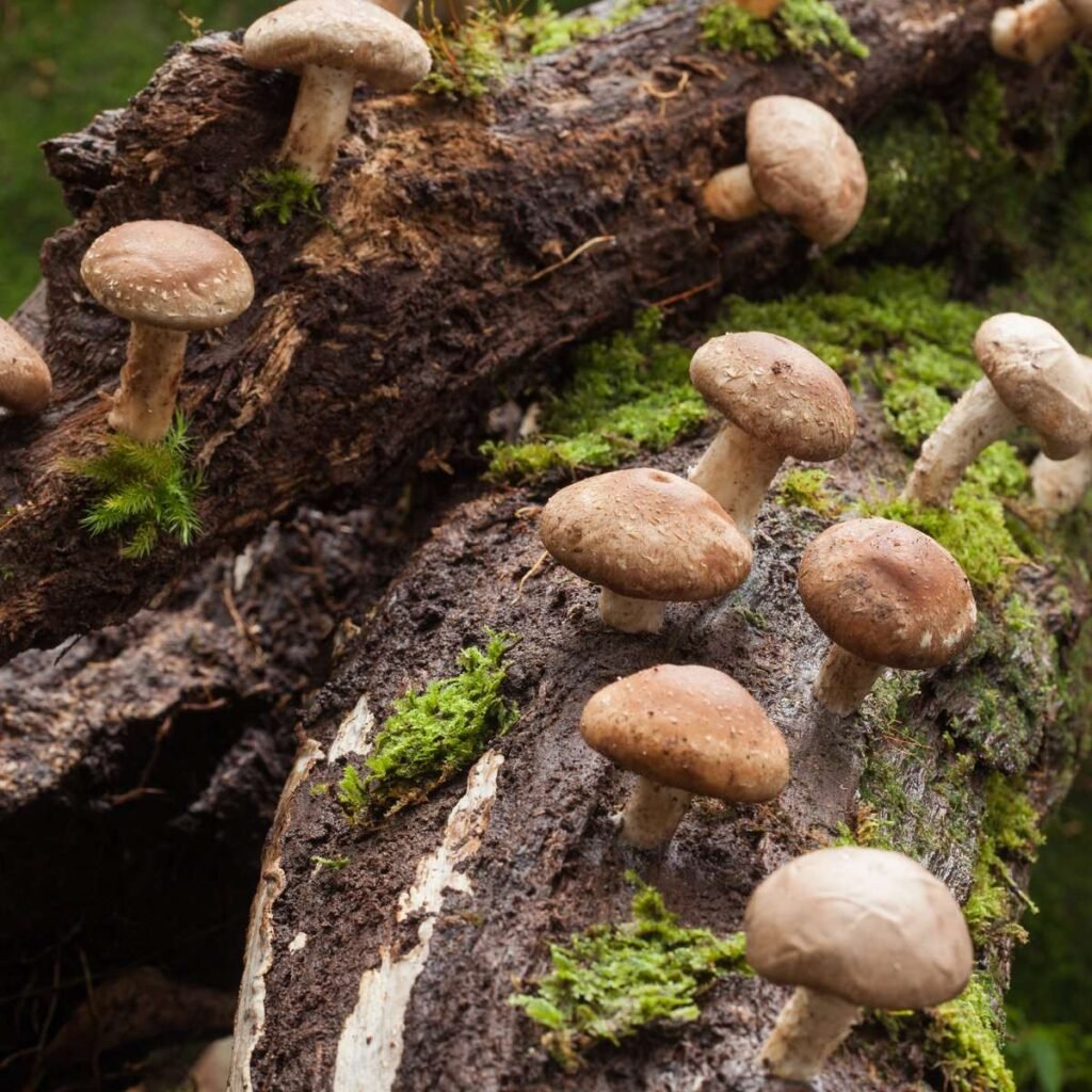 Shiitake mushrooms - Lentinula edodes