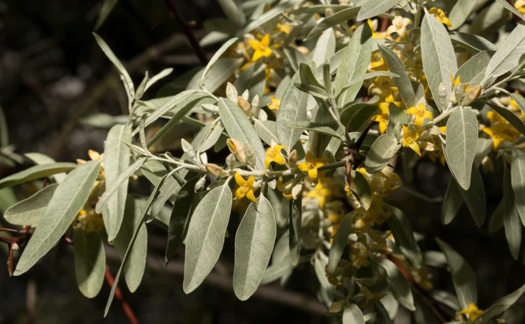 Silverberry - Elaeagnus commutata