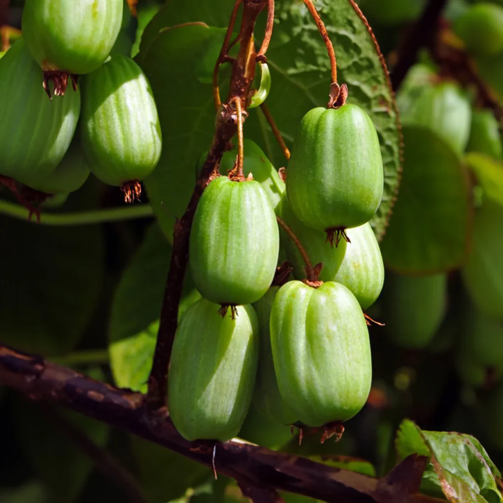 Kiwi Fruit - Actinidia kolomikta