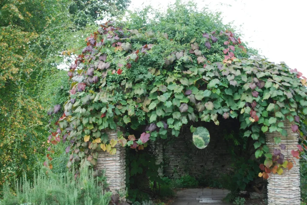 Crimson Glory Vine - Vitis coignetiae