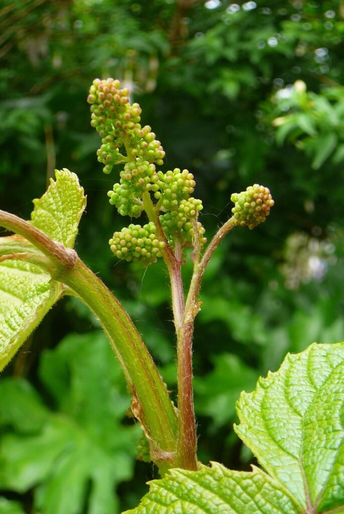 Crimson Glory Vine - Vitis coignetiae