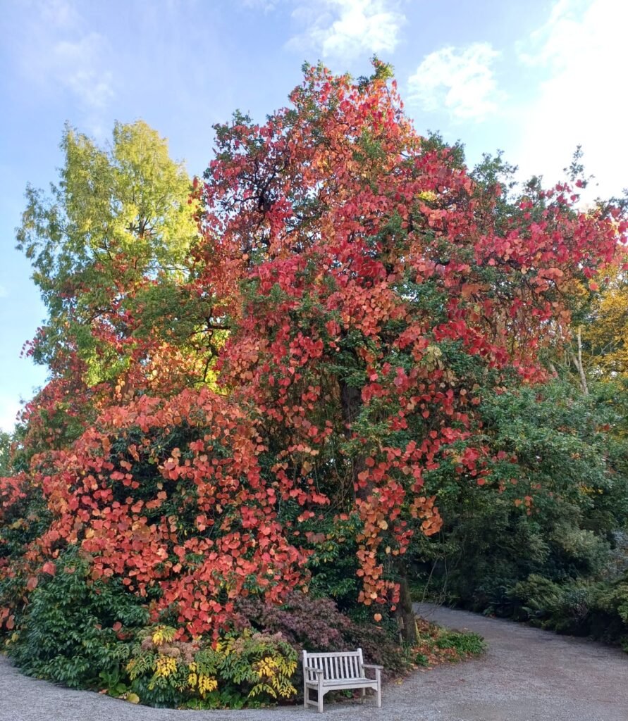 Crimson Glory Vine - Vitis coignetiae