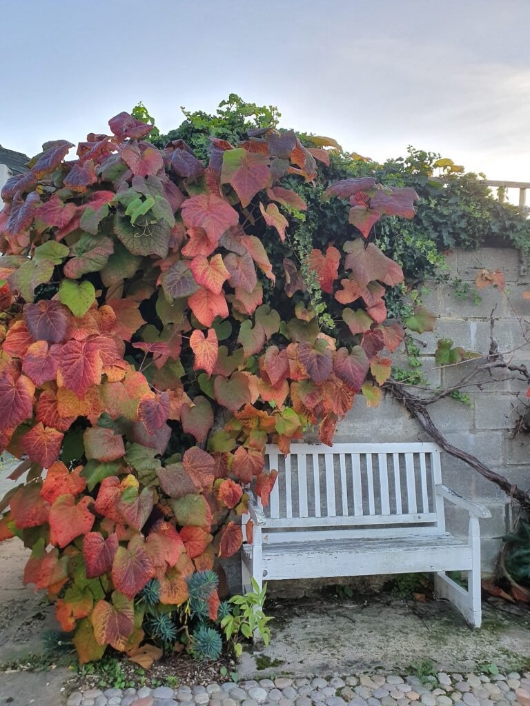 Crimson Glory Vine - Vitis coignetiae
