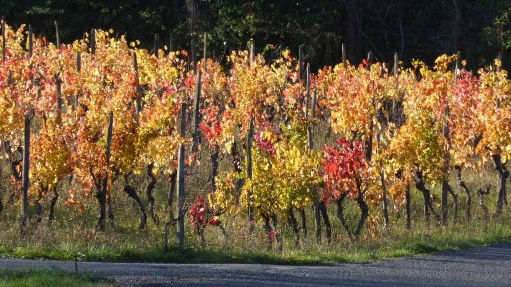 Common Grape - Vitis vinifera