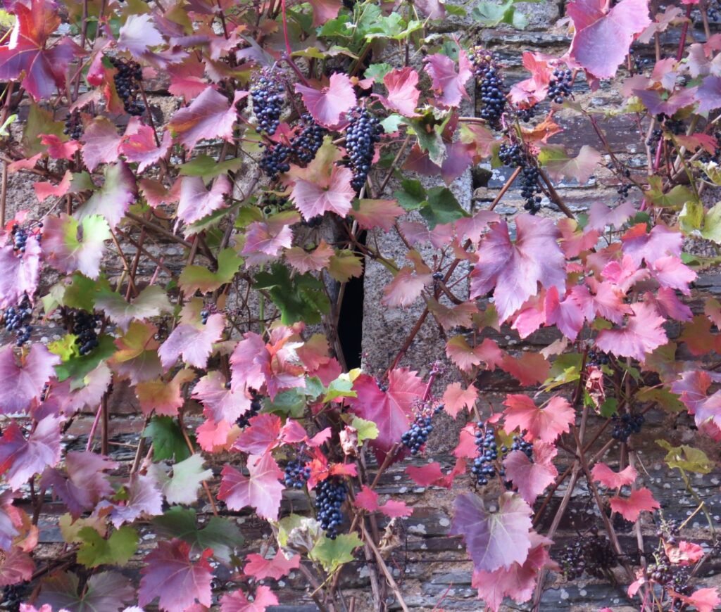 Common Grape - Vitis vinifera