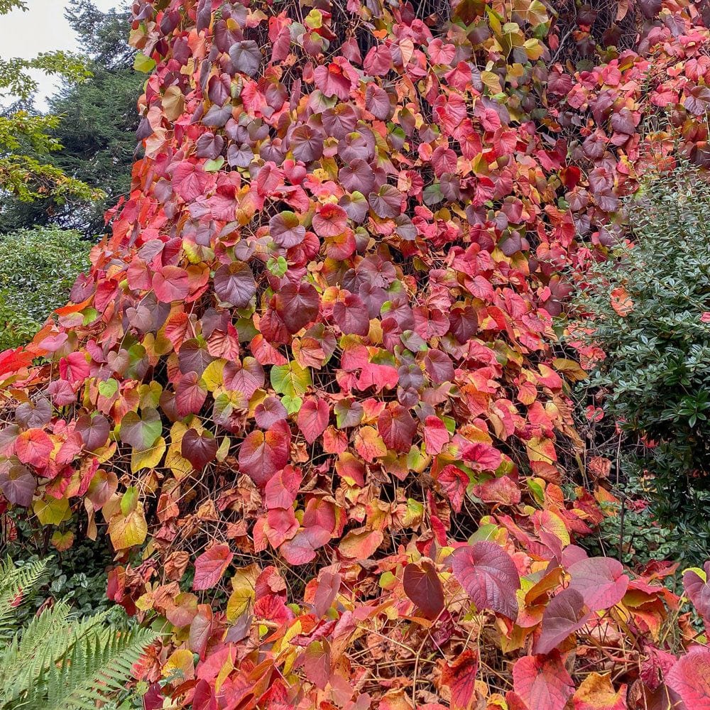 Crimson Glory Vine - Vitis coignetiae