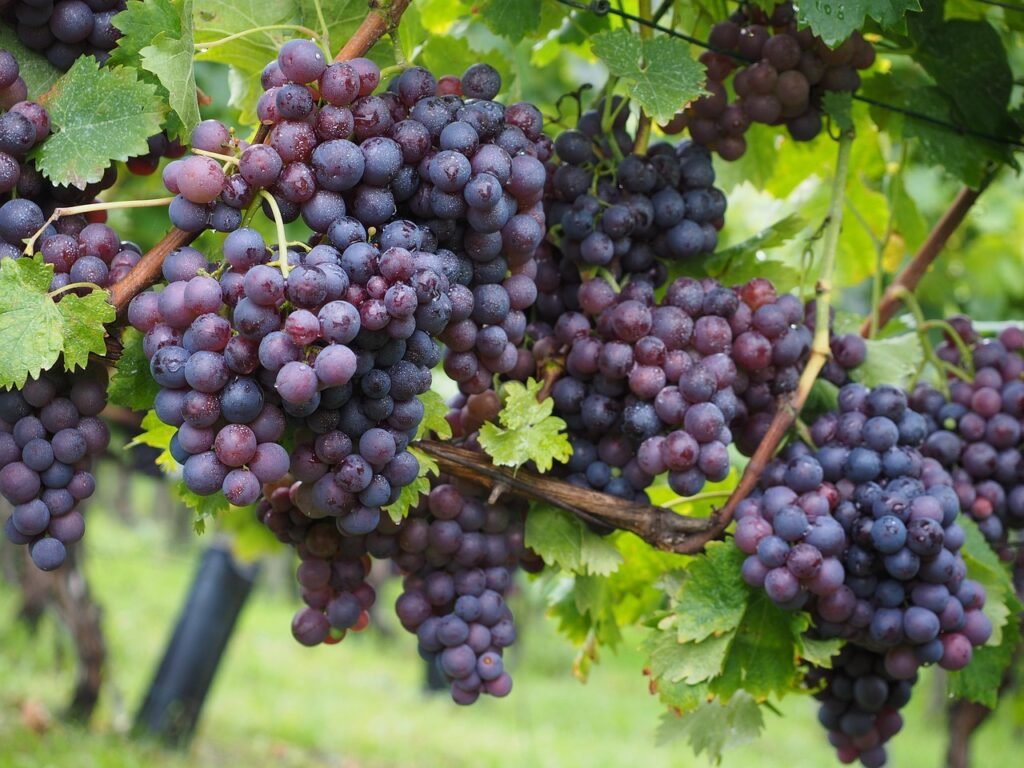 Common Grape - Vitis vinifera