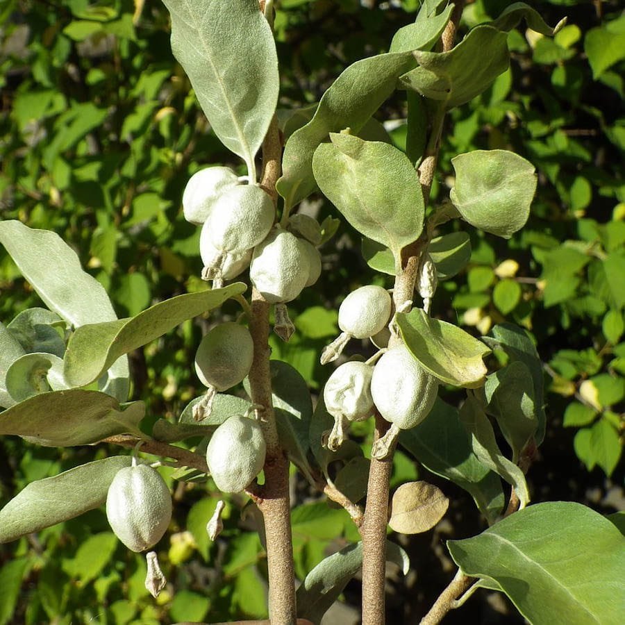 Silverberry - Elaeagnus commutata