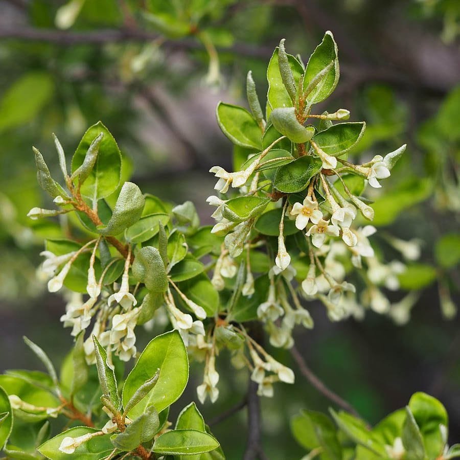 Goumi - Elaeagnus multiflora