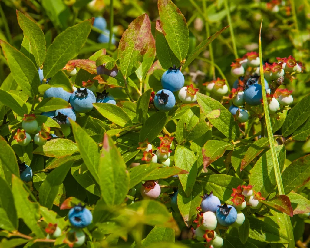 Low Sweet Blueberry - Vaccinium angustifolium