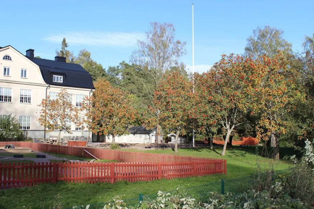 Showy Mountain Ash - Sorbus decora