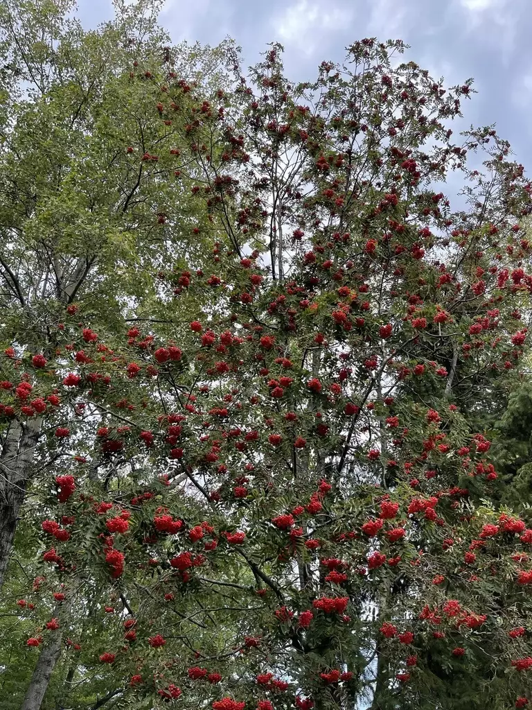 Showy Mountain Ash - Sorbus decora
