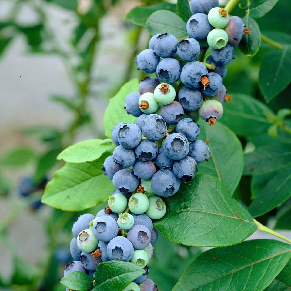 Highbush Blueberry - Vaccinium corymbosum