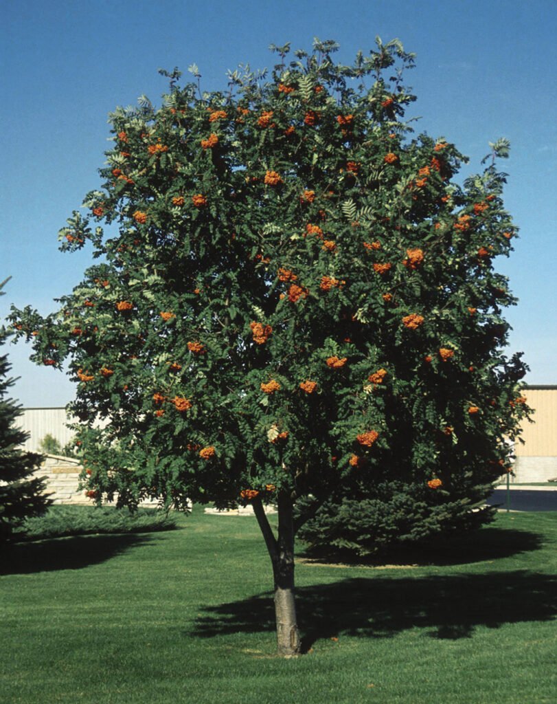 Mountain Ash - Sorbus aucuparia