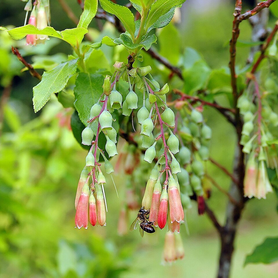 Azores blueberry - Vaccinium cylindraceum