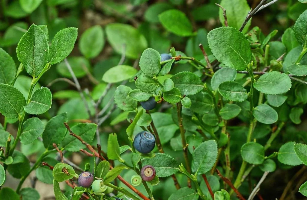 Low Sweet Blueberry - Vaccinium angustifolium