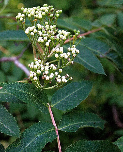 Showy Mountain Ash - Sorbus decora