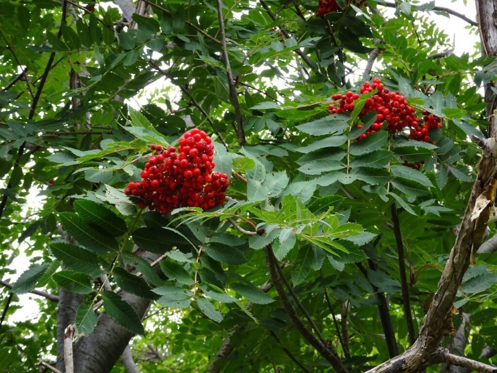 Showy Mountain Ash - Sorbus decora
