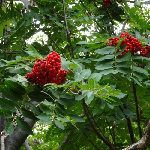 How to grow Showy Mountain Ash (Sorbus decora)