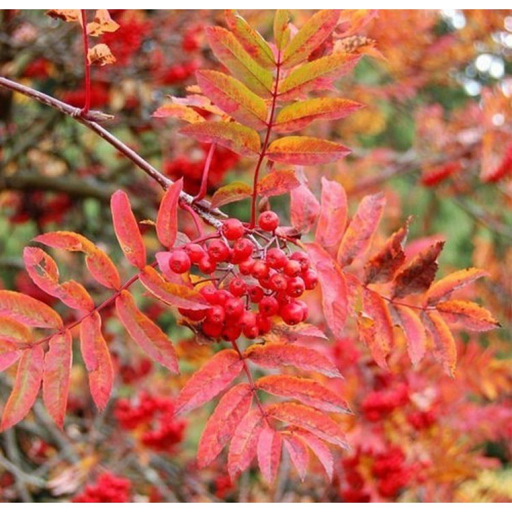 Showy Mountain Ash - Sorbus decora