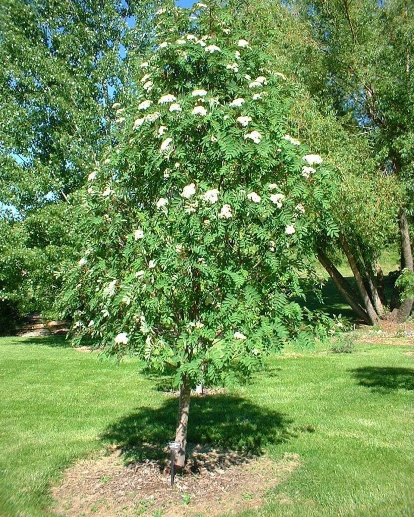 Showy Mountain Ash - Sorbus decora
