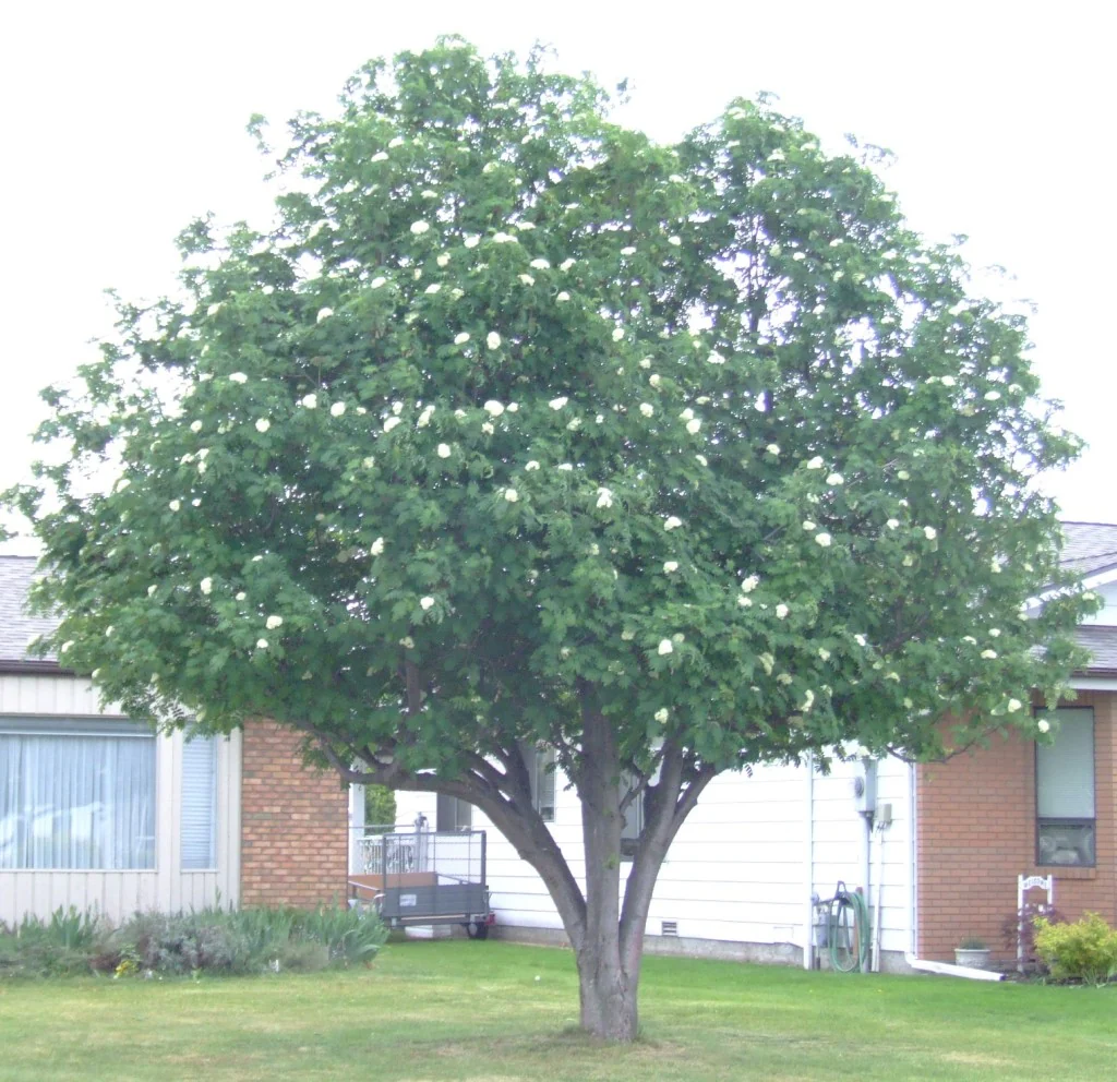 Showy Mountain Ash - Sorbus decora