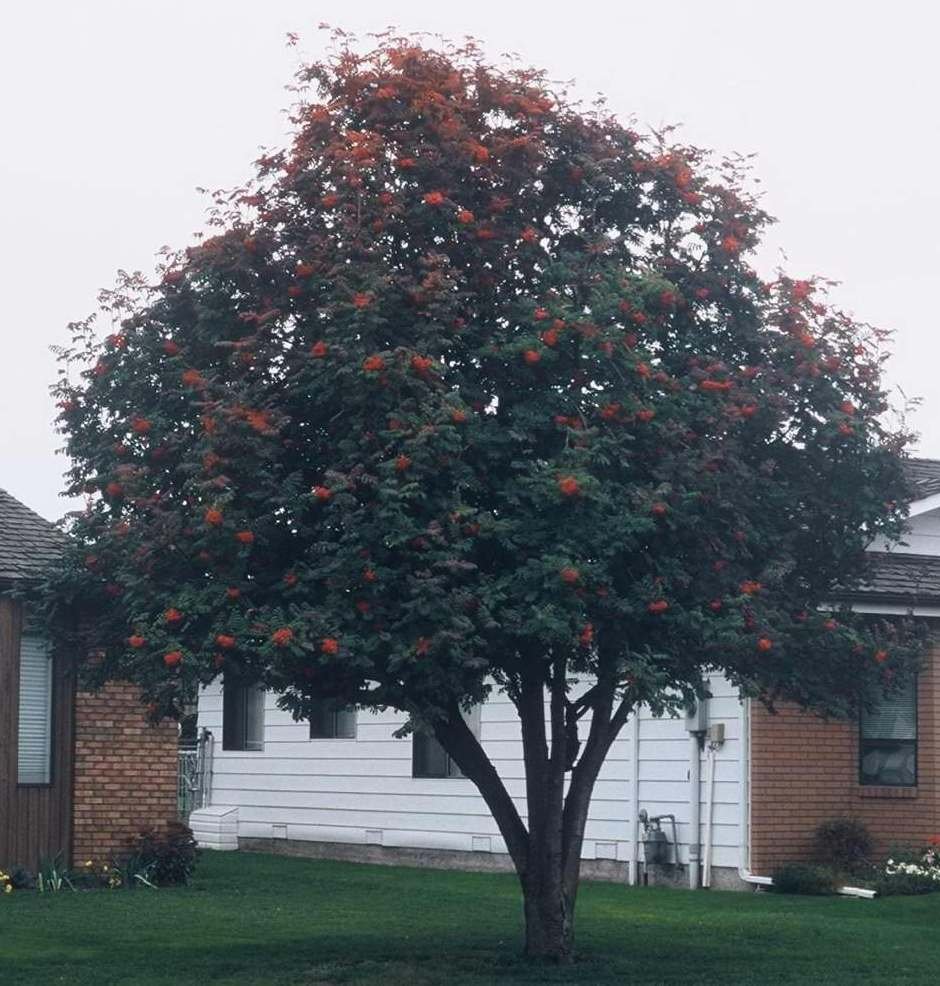 Showy Mountain Ash - Sorbus decora