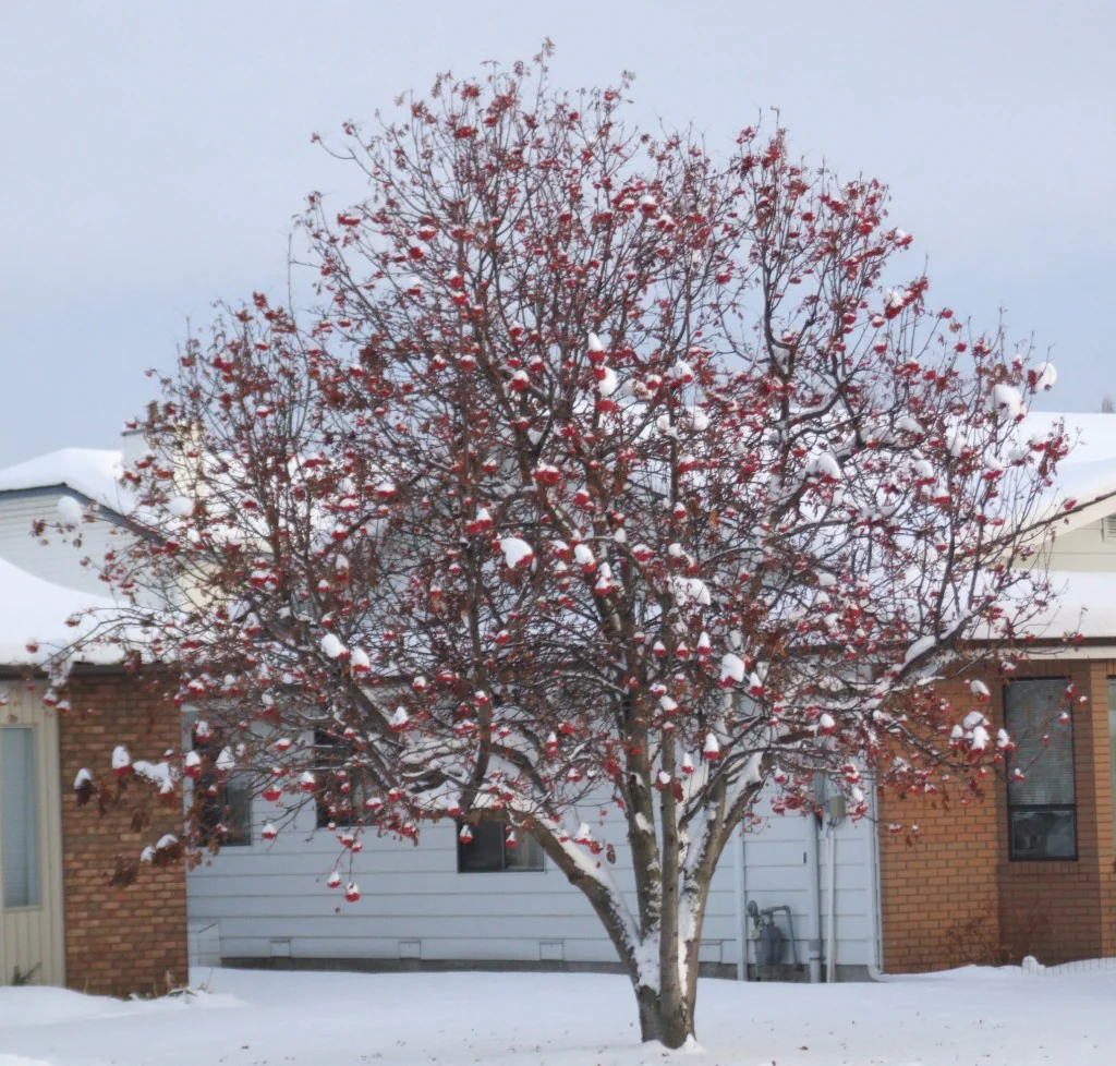 Showy Mountain Ash - Sorbus decora