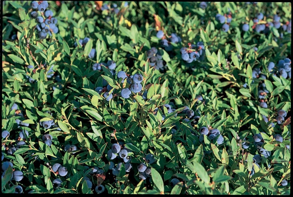 Low Sweet Blueberry - Vaccinium angustifolium