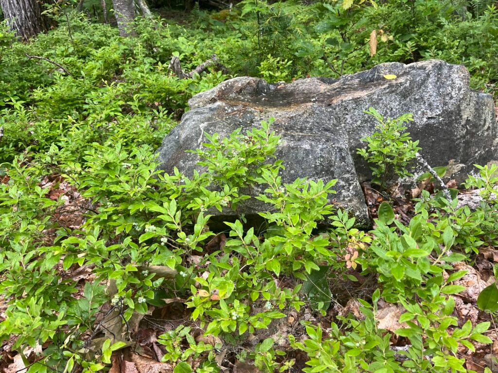 Low Sweet Blueberry - Vaccinium angustifolium