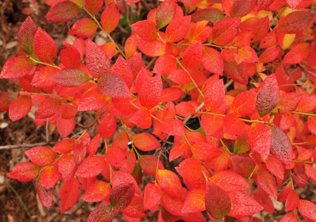 Highbush Blueberry - Vaccinium corymbosum