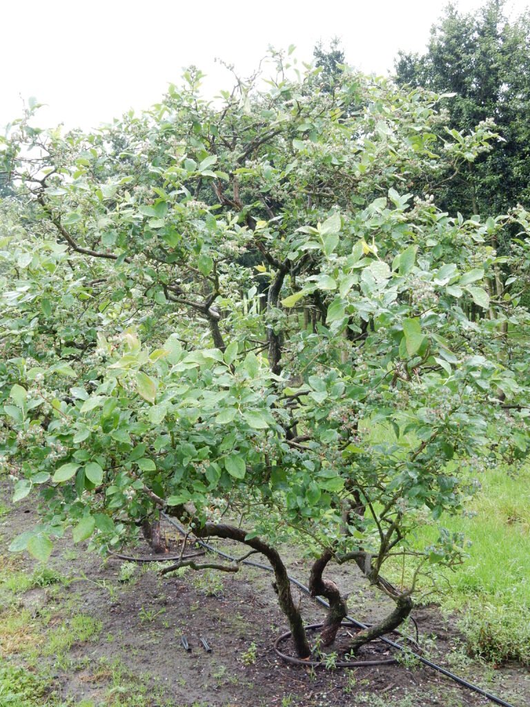 Highbush Blueberry - Vaccinium corymbosum