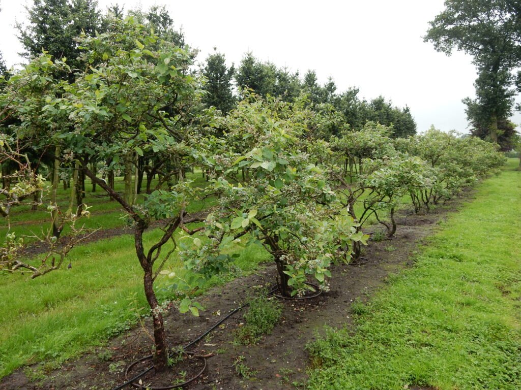 Highbush Blueberry - Vaccinium corymbosum