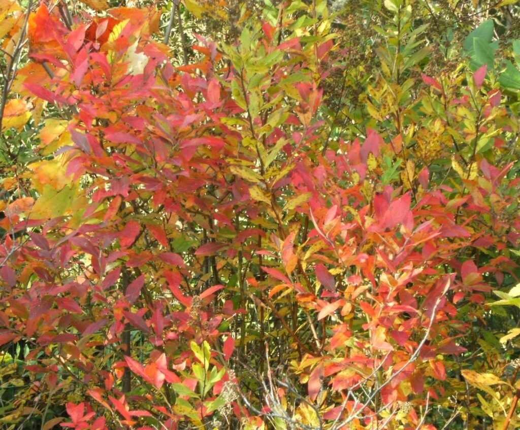 Highbush Blueberry - Vaccinium corymbosum