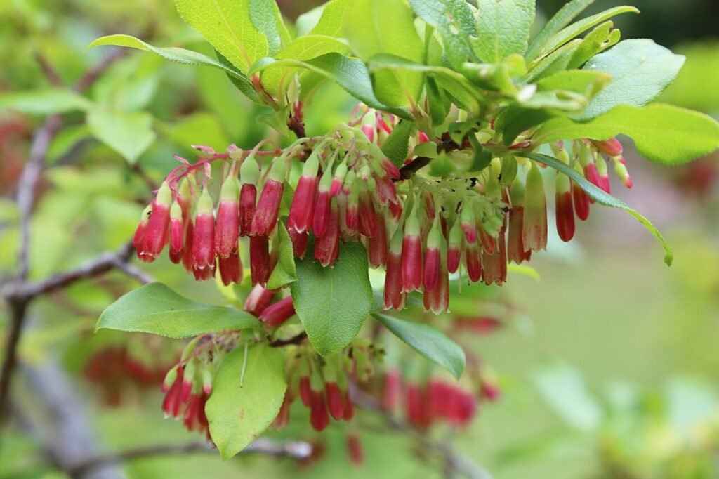 Azores blueberry - Vaccinium cylindraceum
