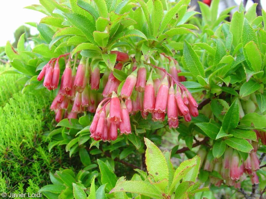 Azores blueberry - Vaccinium cylindraceum