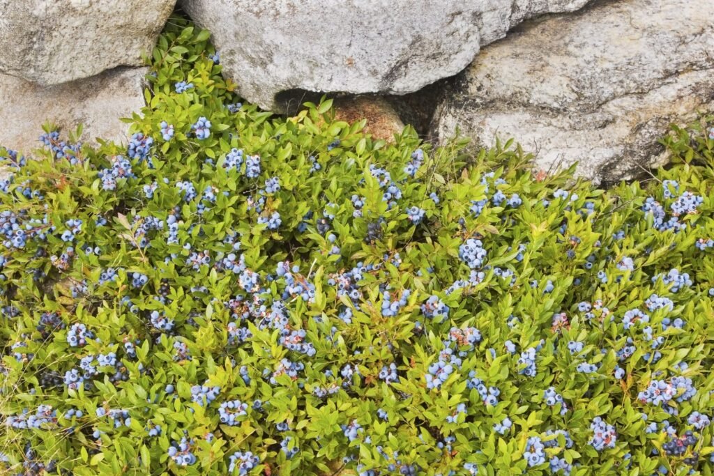 Low Sweet Blueberry - Vaccinium angustifolium