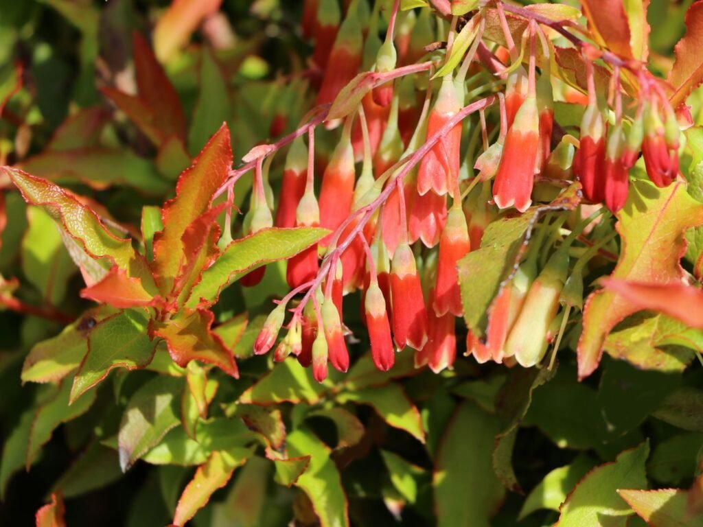 Azores blueberry - Vaccinium cylindraceum