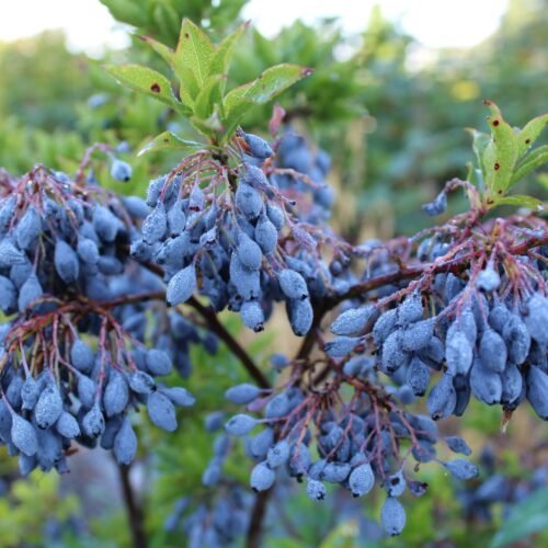 How to grow Azores blueberry (Vaccinium cylindraceum)