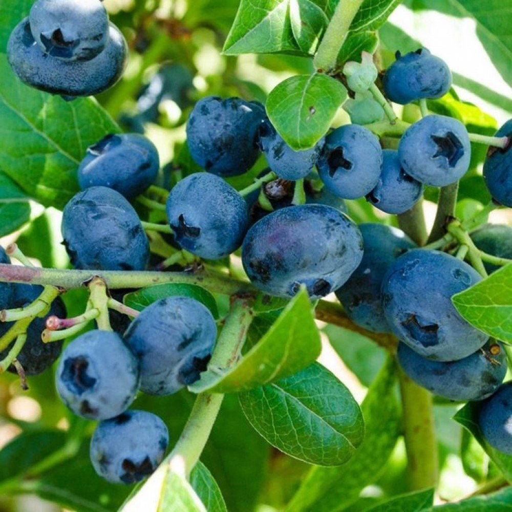 Low Sweet Blueberry - Vaccinium angustifolium