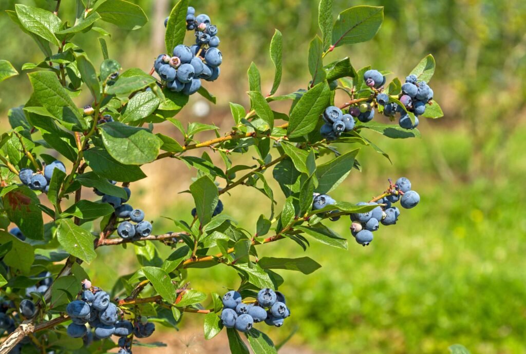 Highbush Blueberry - Vaccinium corymbosum