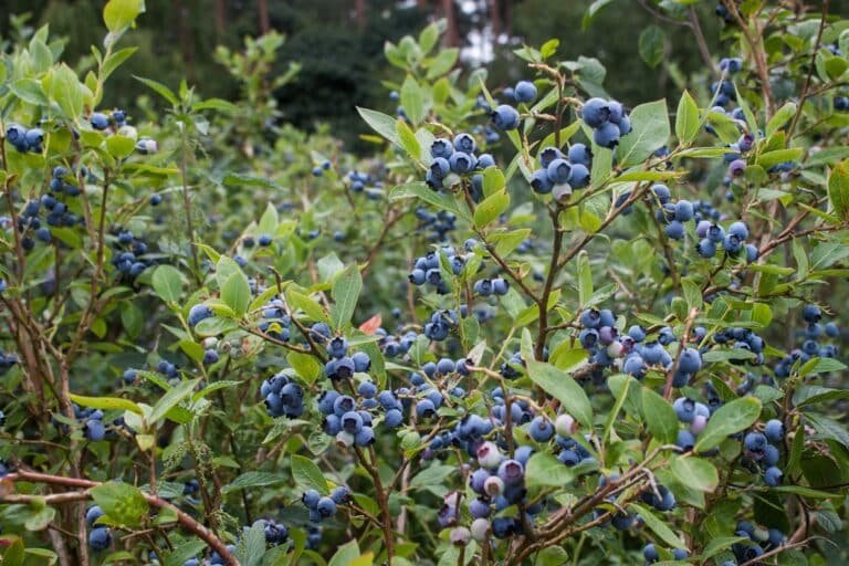 Highbush Blueberry - Vaccinium corymbosum